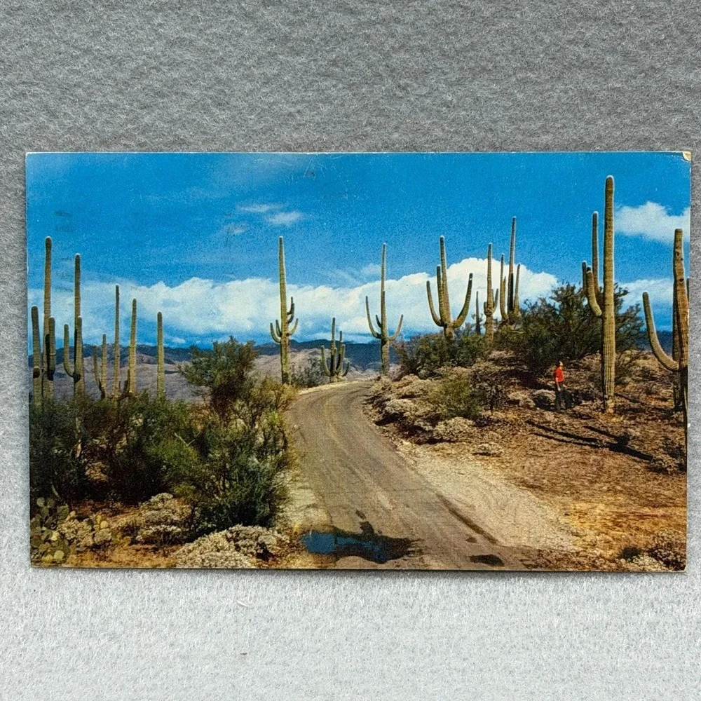 Saguaro Forest Arizona Saguaro Cacti‎ Scenic Desert Road 1963 AZ Posted POSTCARD